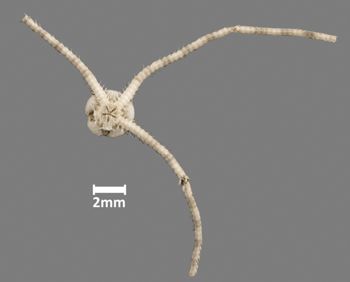 Media type: image;   Invertebrate Zoology OPH-5422 Aspect: ventral
